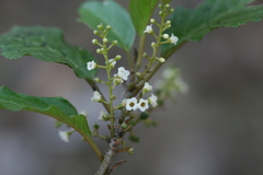 Maesa indica